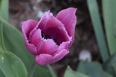 Güneşli yaz gününde bahçede yetişen güzel çiçekler. 