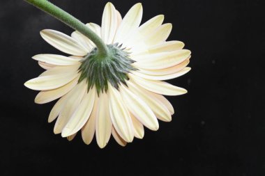 Koyu arkaplanda güzel çiçekler