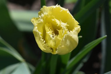 Güneşli yaz gününde bahçede yetişen güzel çiçekler. 