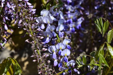 Güneşli yaz gününde bahçede yetişen güzel çiçekler. 