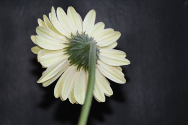 Güneşli yaz gününde bahçede yetişen güzel çiçekler. 