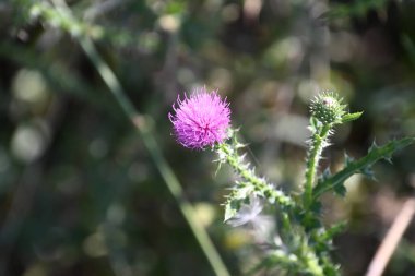 Güneşli yaz gününde bahçede yetişen güzel çiçekler. 