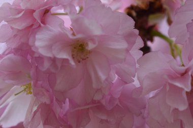 Güneşli yaz gününde bahçede yetişen güzel çiçekler. 