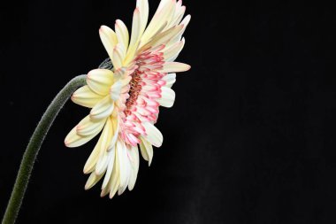 Koyu arkaplanda güzel çiçekler