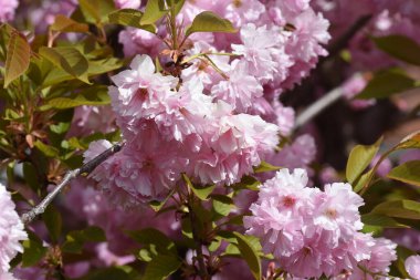Güneşli yaz gününde bahçede yetişen güzel çiçekler. 
