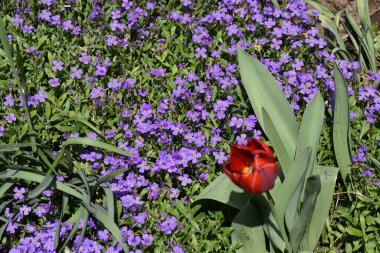 Güneşli yaz gününde bahçede yetişen güzel çiçekler. 