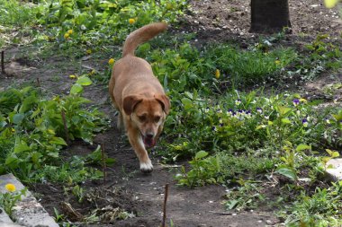 Tatlı köpek yaz günü dışarıda eğleniyor.