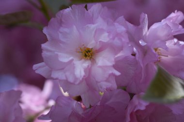 Güneşli yaz gününde bahçede yetişen güzel çiçekler. 