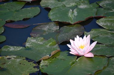 Güzel çiçek açan nilüfer çiçekleri yaz günü gölette büyür. 