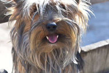 Tatlı köpek yaz günü dışarıda eğleniyor.