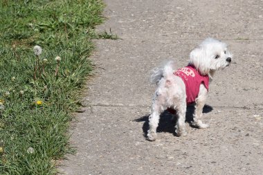 Tatlı köpek yaz günü dışarıda eğleniyor.