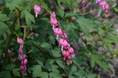 Güneşli yaz gününde bahçede yetişen güzel çiçekler. 