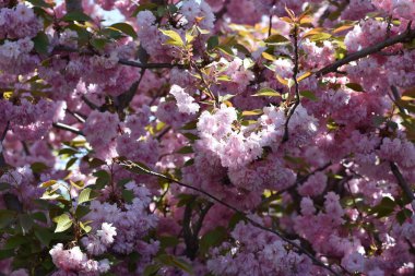 Güneşli yaz gününde bahçede yetişen güzel çiçekler. 