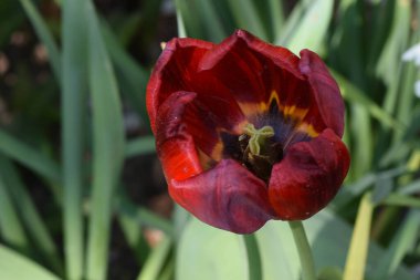 Güneşli yaz gününde bahçede yetişen güzel çiçekler. 