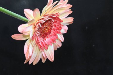 Koyu arkaplanda güzel çiçekler