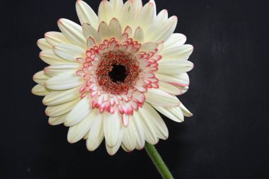 Güneşli yaz gününde bahçede yetişen güzel çiçekler. 