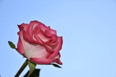 Gökyüzü arka planında güzel bir gül, yaz konsepti, yakın manzara  