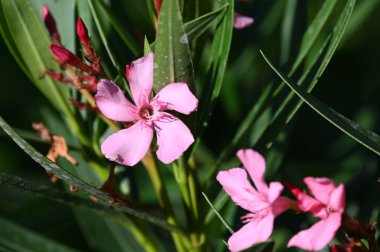 Güneşli yaz gününde bahçede yetişen güzel çiçekler. 