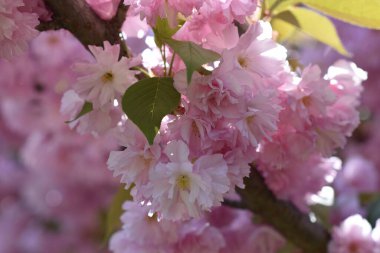 Güneşli yaz gününde bahçede yetişen güzel çiçekler. 