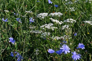 Güneşli yaz gününde bahçede yetişen güzel çiçekler. 