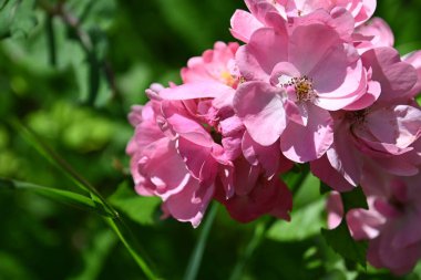 Güneşli yaz gününde bahçede yetişen güzel çiçekler. 