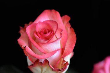 Koyu arkaplanda güzel bir gül, yaz konsepti, yakın görüş  