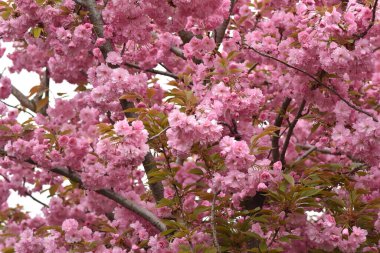 Pembe çiçekli kiraz ağacı dalları. Yakın plan, bahar konsepti.  