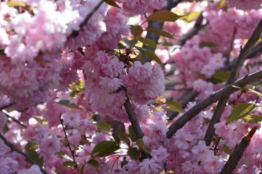 Güneşli yaz gününde bahçede yetişen güzel çiçekler. 
