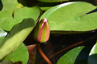 Güzel çiçek açan nilüfer çiçekleri yaz günü gölette büyür. 