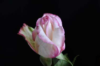 Koyu arkaplanda güzel bir gül, yaz konsepti, yakın görüş  