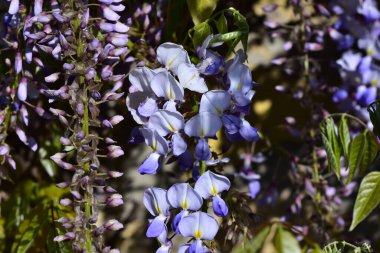Güneşli yaz gününde bahçede yetişen güzel çiçekler. 
