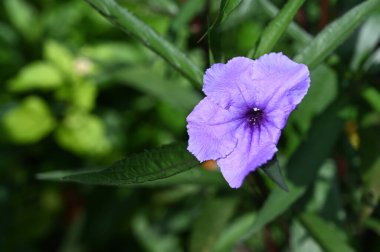 Güneşli yaz gününde bahçede yetişen güzel çiçekler. 