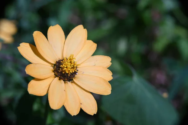 Belles Fleurs Poussant Dans Jardin Journée Ensoleillée Été — Photo