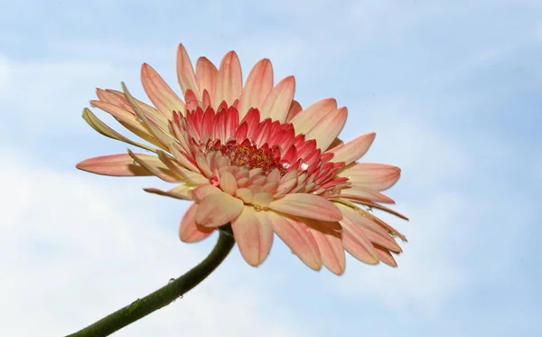 beautiful gerbera flower on sky background, summer concept, close view
