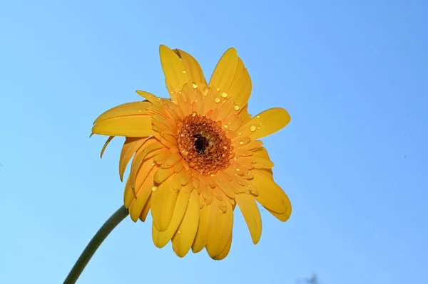 beautiful gerbera flower on sky background, summer concept, close view