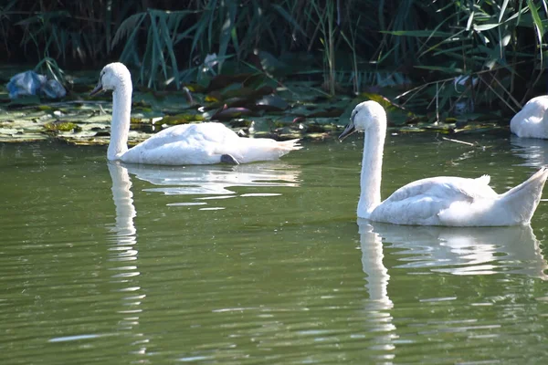 beautiful swans swimming on lake water surface at summer day