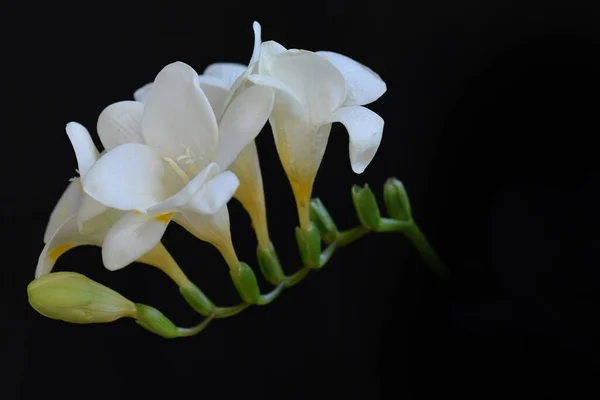 Vackra Blommor Mörk Bakgrund — Stockfoto