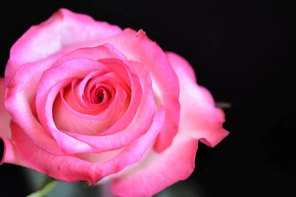 Hermosa Rosa Sobre Fondo Oscuro Concepto Verano Vista Cercana — Foto de Stock