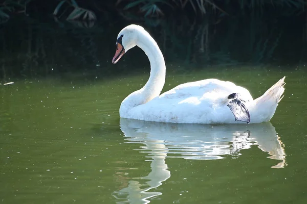 Beautiful White Swan Swimming Lake Water Surface Summer Day — Stock Photo, Image