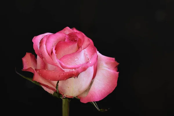 Bela Rosa Fundo Escuro Conceito Verão Vista Perto — Fotografia de Stock