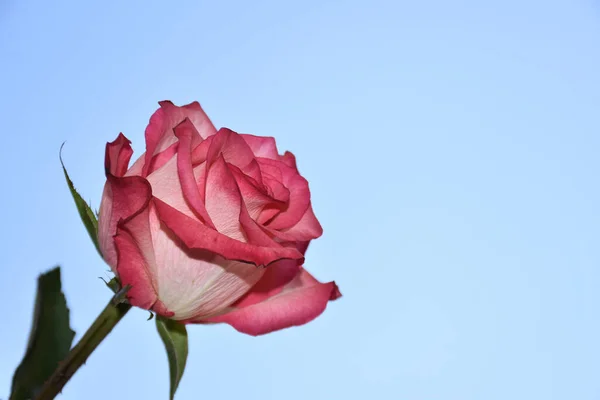 Красива Квітка Троянди Фоні Неба Літня Концепція Близький Вид — стокове фото