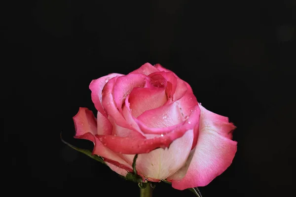 Beautiful Rose Dark Background Summer Concept Close View — Stock Photo, Image