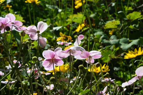 Belles Fleurs Poussant Dans Jardin Journée Ensoleillée Été — Photo