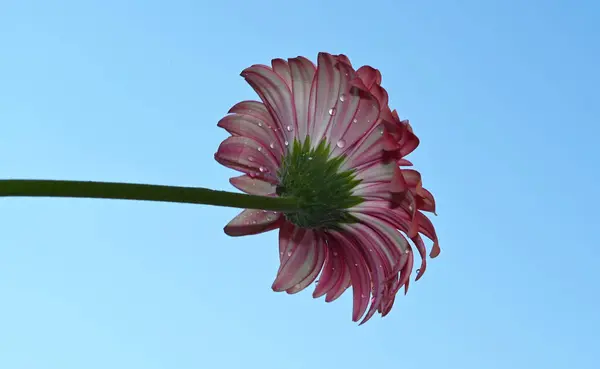 Όμορφη Ζέρμπερα Λουλούδι Στον Ουρανό Φόντο Έννοια Του Καλοκαιριού Κοντινή — Φωτογραφία Αρχείου