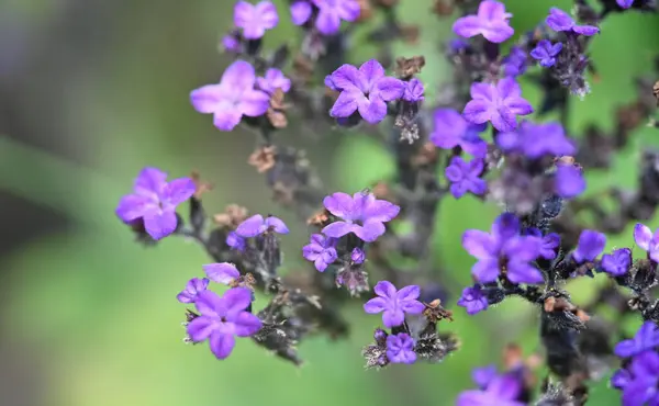 Belles Fleurs Poussant Dans Jardin Journée Ensoleillée Été — Photo