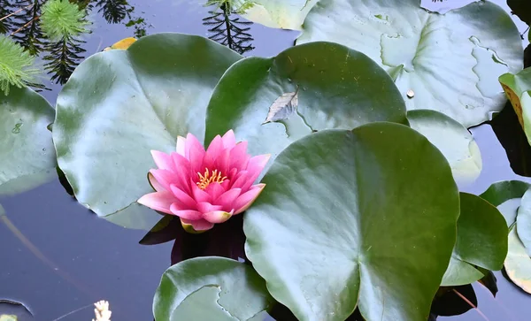 Krásný Kvetoucí Lotos Rostoucí Rybníku Letní Den — Stock fotografie