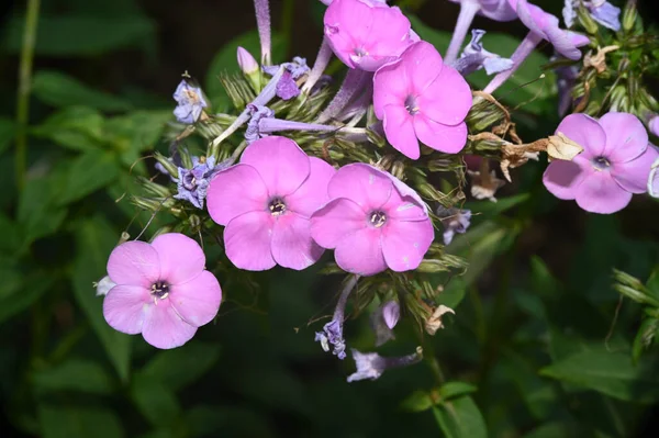 Hermosas Flores Que Crecen Jardín Verano Día Soleado —  Fotos de Stock