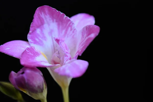 Hermosas Flores Sobre Fondo Oscuro Concepto Verano Vista Cercana — Foto de Stock