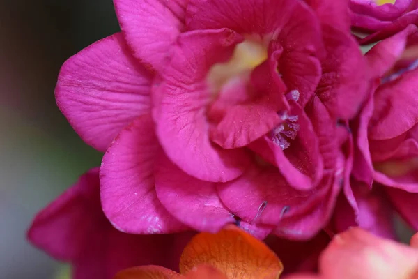 Vackra Blommor Xer Trã Dgã Rden Sommaren Solig Dag — Stockfoto