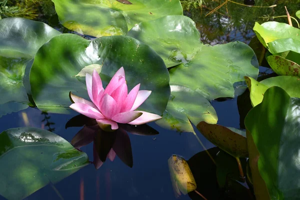 Güzel çiçek açan nilüfer çiçekleri yaz günü gölette büyür. 